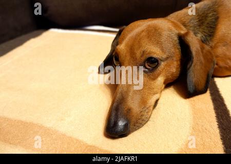 Un dachshund aux cheveux lisses sur le canapé Banque D'Images