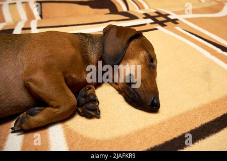 Un dachshund aux cheveux lisses sur le canapé Banque D'Images