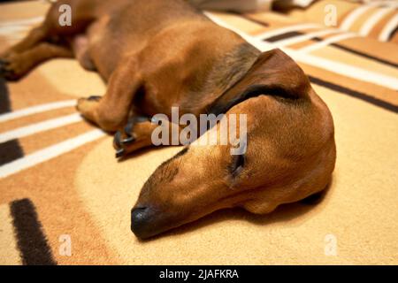 Un dachshund aux cheveux lisses sur le canapé Banque D'Images