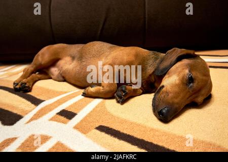 Un dachshund aux cheveux lisses sur le canapé Banque D'Images