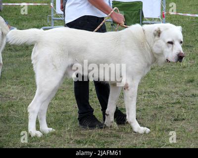 Chien berger d'Asie centrale lors d'un spectacle canin Banque D'Images