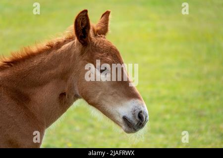 Un poulain de Suffolk Punch de deux jours dans une image de profil de champ, de cou et de tête Banque D'Images