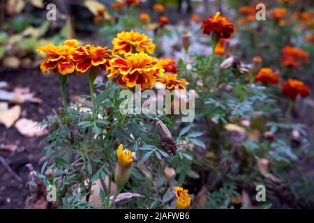 Marigolds fleuris dans le jardin de près Banque D'Images