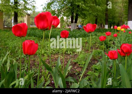 Tulipes rouges dans le parc au printemps gros plan Banque D'Images