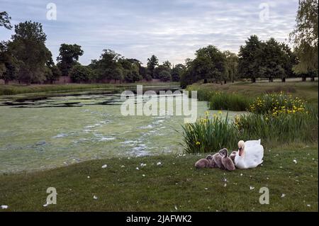 Hampton Wick étang dans Home Park partie des jardins de Hampton court Banque D'Images