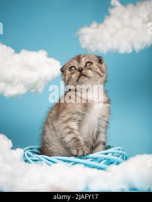 Un chaton écossais gris espiègle avec une longue moustache se trouve sur ses pattes arrière à l'intérieur d'un cercle de vignes et regarde sur un fond bleu. Sky Backgrou Banque D'Images