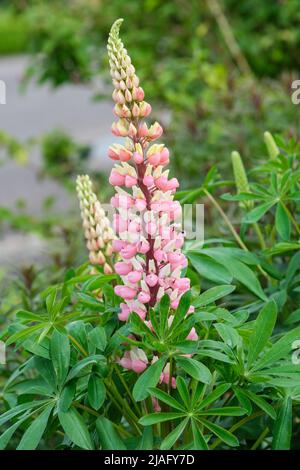 Lupinus 'la Chatelaine' (série bande de Nobles). Lupin 'la Chatelaine'. Pointes de fleurs rose-rose avec pétales blancs standard contrastés Banque D'Images