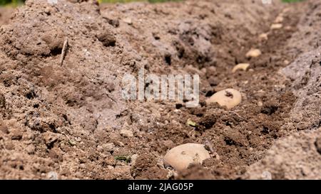 Pomme de terre. Les pommes de terre sont posées dans un sillon dans le sol et préparées pour la plantation. Banque D'Images