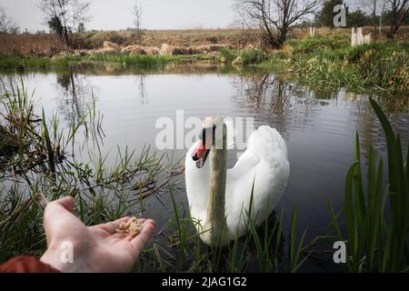 Cygne au printemps, belle sauvagine Cygne sur le lac au printemps, lac ou rivière avec un cygne Banque D'Images