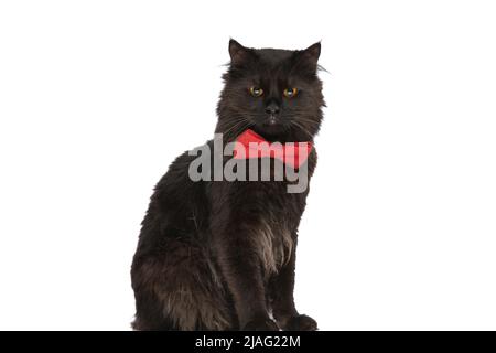 petit chat métis à fourrure noire a un regard agressif sur son visage contre fond blanc de studio Banque D'Images