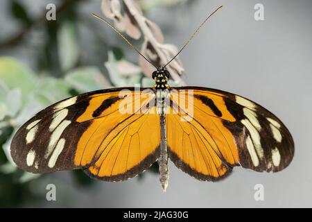 Hecale Longwing Butterfly Banque D'Images