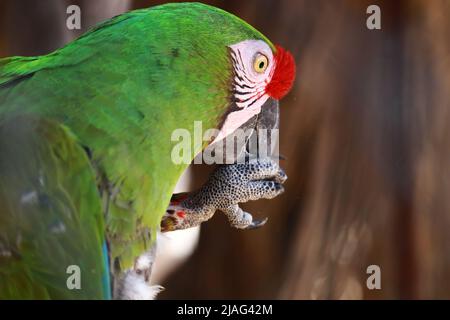 Perroquet de la macaw manger une graine. Plumage vert et écusson rouge. Armée ara Banque D'Images