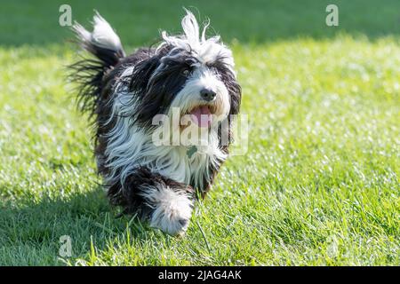 Magnifique chien pour une promenade Banque D'Images