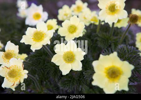 Pulsatilla alpina, anémone alpine, fleurs sauvages jaunes dans la prairie de montagne. Bouquet de magnifiques fleurs le jour du printemps. Banque D'Images