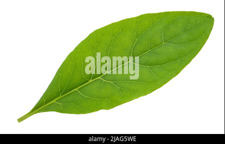 Feuille pokeweed isolée sur fond blanc Banque D'Images