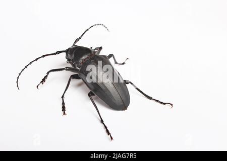 La photo de l'insecte arrière à ailes noires s'isole sur fond blanc Banque D'Images