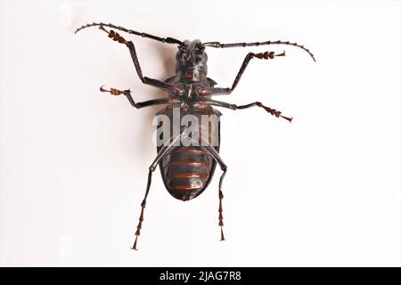 L'insecte de la mort à l'envers photo isoler sur fond blanc vue de dessus Banque D'Images