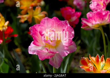 Belle tulipe double rose dans un jardin de printemps à Ottawa, Ontario, Canada. Banque D'Images
