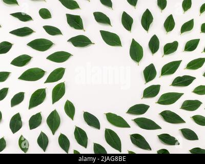 Feuilles vertes sur fond blanc avec espace de copie rond au centre. Placer pour le texte. Banque D'Images