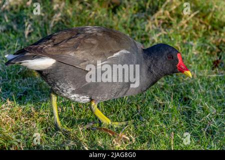 Moorhen ou Gallinule commun (Gallinula chloropus), également connu sous le nom de poules Marsh. Banque D'Images