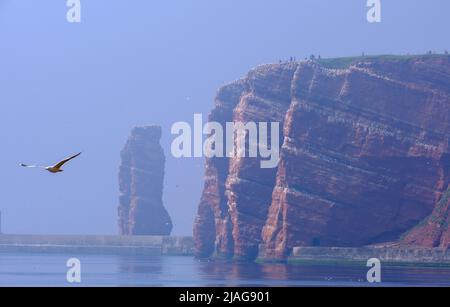 Falaises de grès rouge de l'île allemande de Helgoland en mer du Nord avec la pile de la mer Lange Anna Banque D'Images