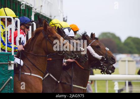 Chevaux quittant les portes de départ au début des piquets des écuries Oaks Farm (listés) aux courses de York. Banque D'Images