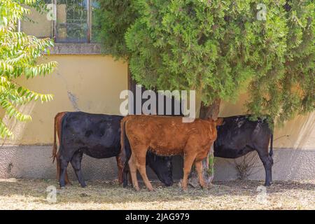 Trois vaches sous l'arbre à l'ombre à Hot Sunny Day Cattle Farm Banque D'Images