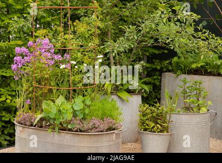 Le jardin de la cuisine sauvage contenant des plantes comestibles et des arbres dans des récipients en métal galvanisé. Banque D'Images