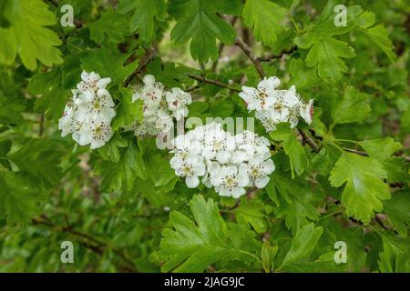 Gros plan des fleurs blanches de l'Hawthorn, Crataegus monogyna, sur un fond de jeunes feuilles de printemps vertes fraîches avec des pistils visibles et des étamines Banque D'Images