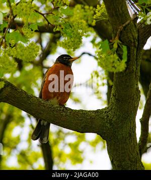 Un oiseau américain qui perce sur une branche d'érable au début du printemps - photographie de stock Banque D'Images