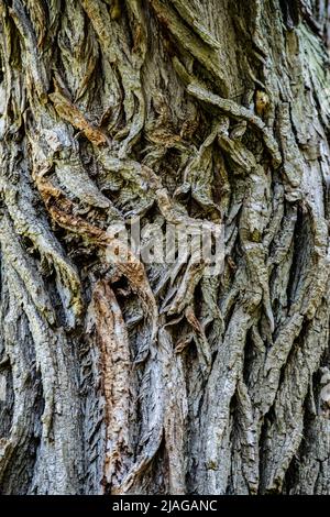 les motifs tourbillonnants sur un tronc d'arbre en gros plan , peuvent être utilisés comme arrière-plan, papier peint, texture, motif, ou abstrait - photographie de stock Banque D'Images