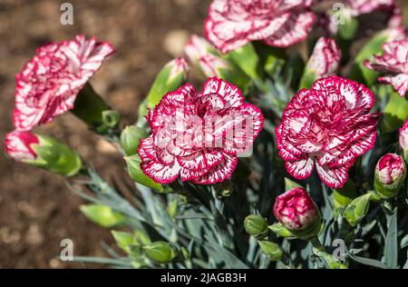 Bouquet de fleurs de dianthus caryophyllus rose et blanc. Banque D'Images