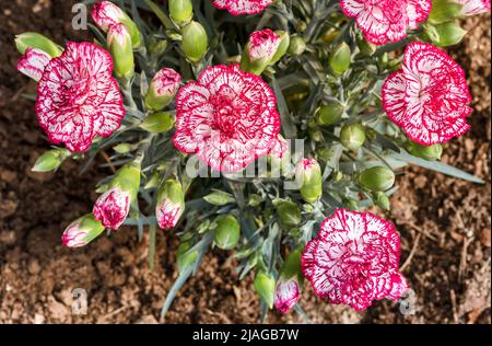 Bouquet de fleurs de dianthus caryophyllus rose et blanc. Banque D'Images