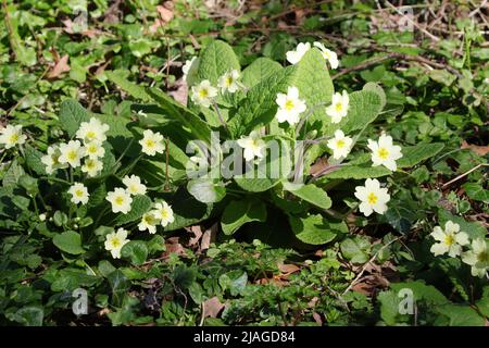 Primrose commun (Primula vulgaris) Banque D'Images