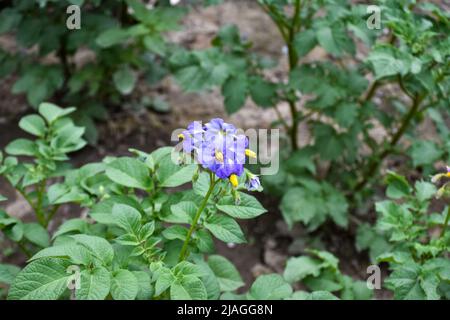 Jeunes pousses vertes et fleurs de pommes de terre sur un lit, terrain de jardin Banque D'Images