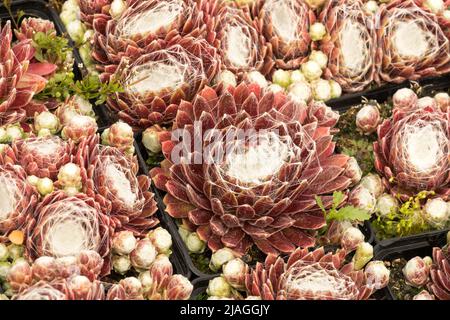 Poules et poussins, Sempervivum rubrum, Houseleek, Sempervivum, rubrum, Succulent, plante, décoratif, gros plan, succulents Banque D'Images