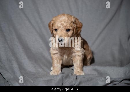 Portrait d'un chiot Poochon de 4 semaines (mélange Poodle & Bichon) Banque D'Images