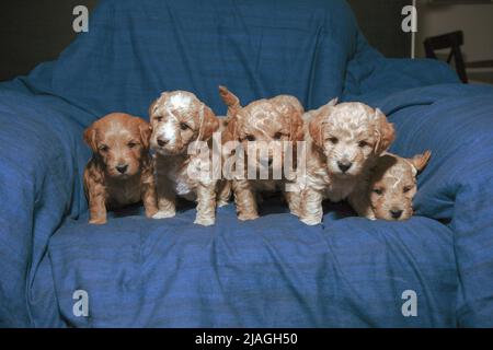 Un mois de Poochon (mélange Poodle & Bichon) chiots Banque D'Images