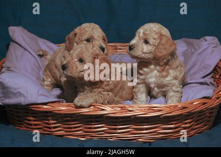 Chiots Poochon de cinq semaines (mélange Poodle & Bichon) posant dans un panier Banque D'Images