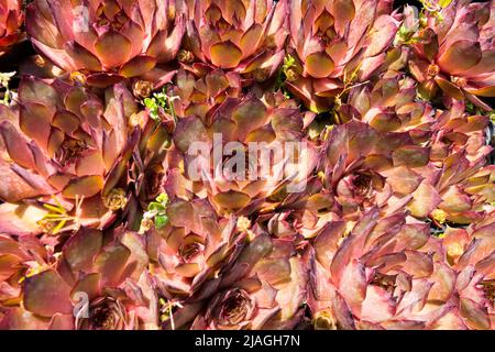 Poules et poussins succulents, Sempervivum 'Rauher Kulm' Banque D'Images