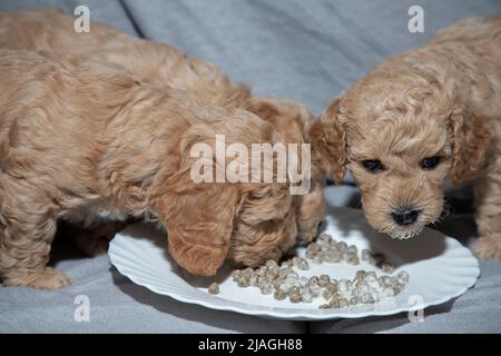 Poochon (mélange Poodle & Bichon), âgé de cinq semaines, chiots mangeant dans une assiette Banque D'Images