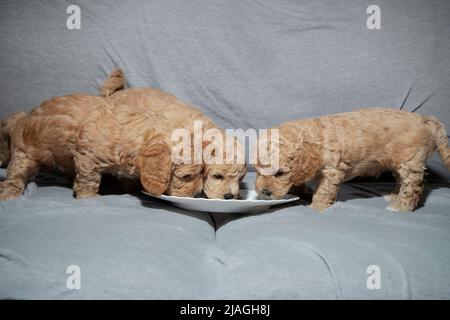 Poochon (mélange Poodle & Bichon), âgé de cinq semaines, chiots mangeant dans une assiette Banque D'Images