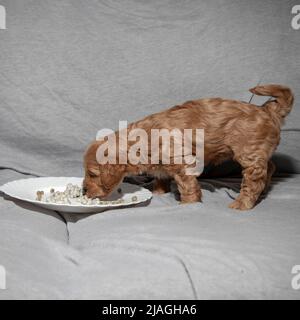 Poochon (mélange Poodle & Bichon), âgé de cinq semaines, mangeant un chiot à partir d'une assiette Banque D'Images