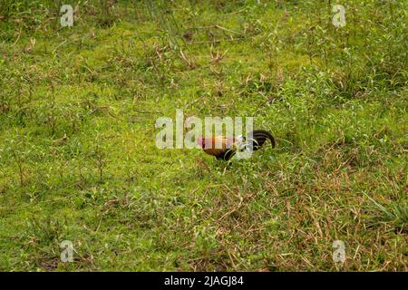 Oiseau coloré de junglewhig rouge ou de Gallus gallus un ancêtre sauvage de la volaille domestique ou de poulet en safari à la place de l'écotourisme de chuka ou de l'Inde de pilibhit Banque D'Images