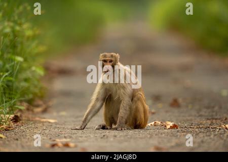 Rhesus macaque ou Macaca Mulatta Monkey closeup ou portrait bloquant la route ou la piste à chuka écotourisme safari ou pillibhit parc national terai forêt Banque D'Images