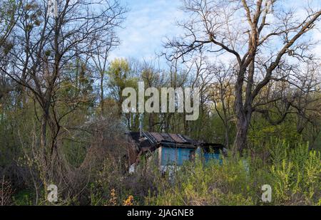 Maison abandonnée avec toit écrasé dans une forêt dense et verte Banque D'Images