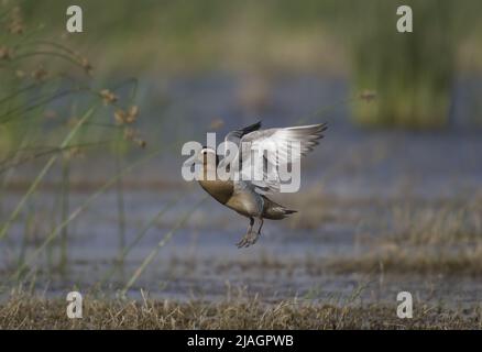 Le garganey (spatule querquedula) est un petit canard à la tête. Il se reproduit dans une grande partie de l'Europe et à travers le Paléarctique, mais est strictement migratoire, Banque D'Images