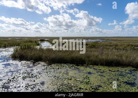 Marais dans le parc national des Everglades avec ciel bleu et nuages blancs en Floride, États-Unis. Banque D'Images