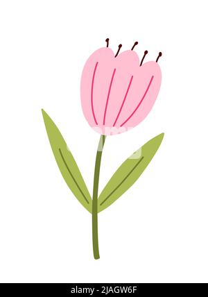 Tulipe rose mignonne avec des feuilles isolées sur fond blanc. Illustration vectorielle de style plat dessiné à la main. Parfait pour les cartes, le logo, les décorations, les motifs printaniers et estivaux. Falaise botanique. Illustration de Vecteur