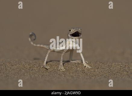 L'agama à tête de crapaud arabe (Phrynocephalus arabicus) est une espèce d'agamid lizard présente en Arabie Saoudite, au Qatar, aux Émirats arabes Unis, en Oman, en Iran, Banque D'Images